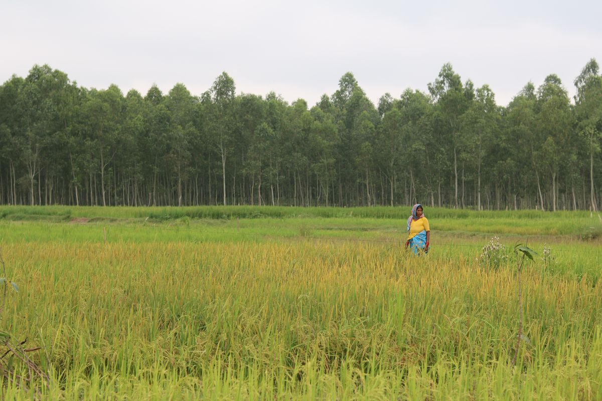 
            Ragina Khatun in her rice field in Gaushala Municipality, Mahottari.  